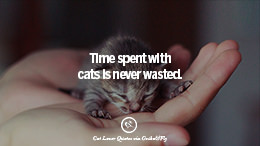 25 Cute Cat Images With Quotes For Crazy Cat Ladies, Gentlemen And Lovers